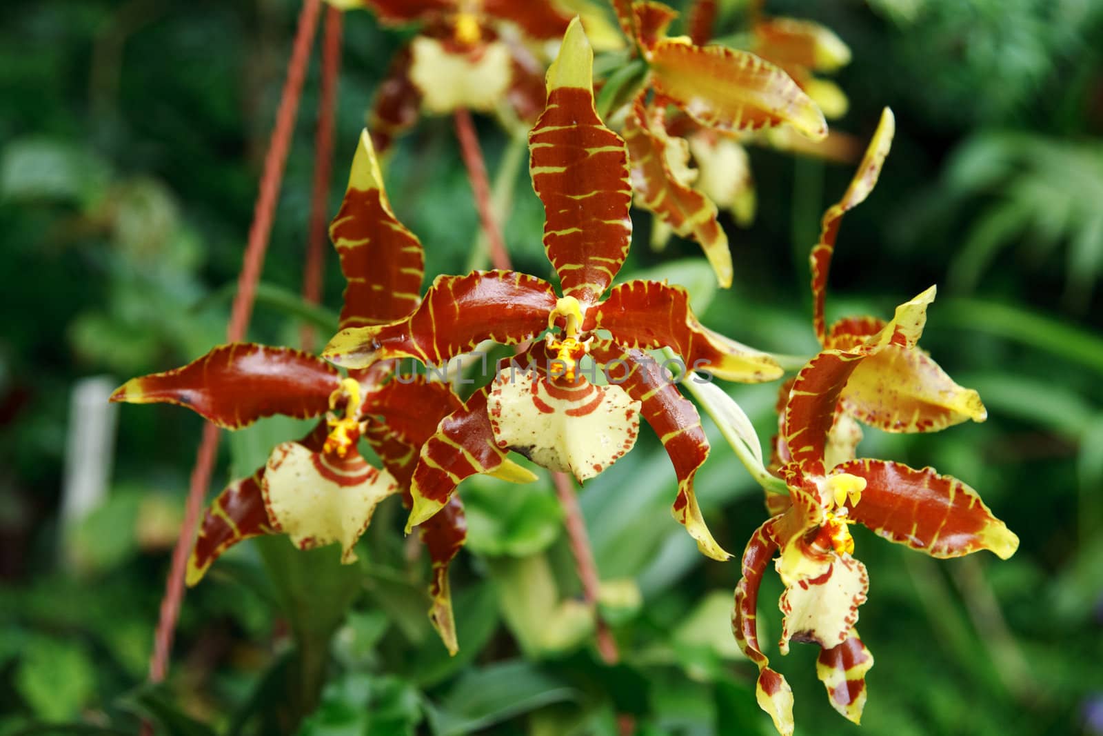 Brown orchid on background of the green foliage