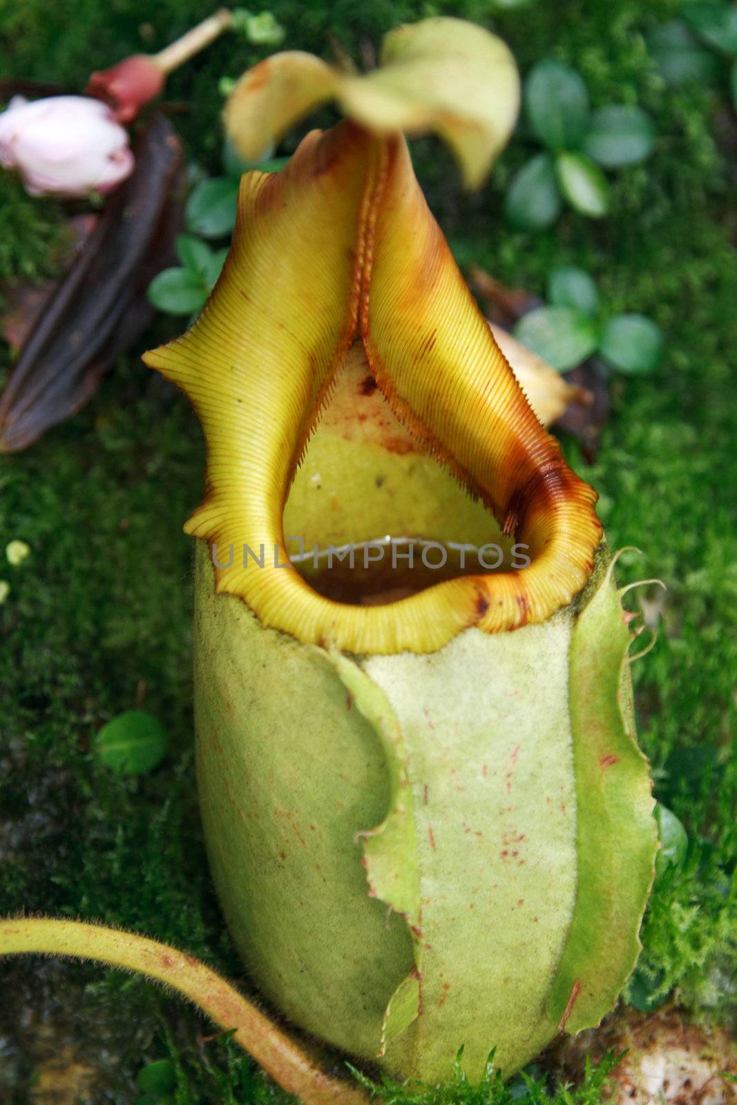 Ravenous tropical plant in the manner of pitcher with water