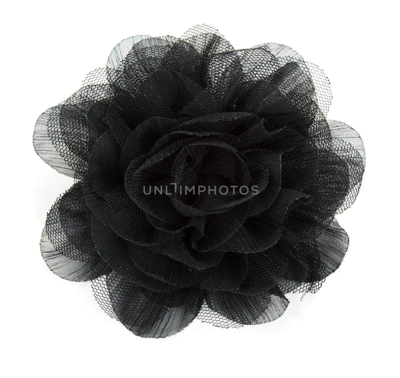 Black flower rose from lace on white background