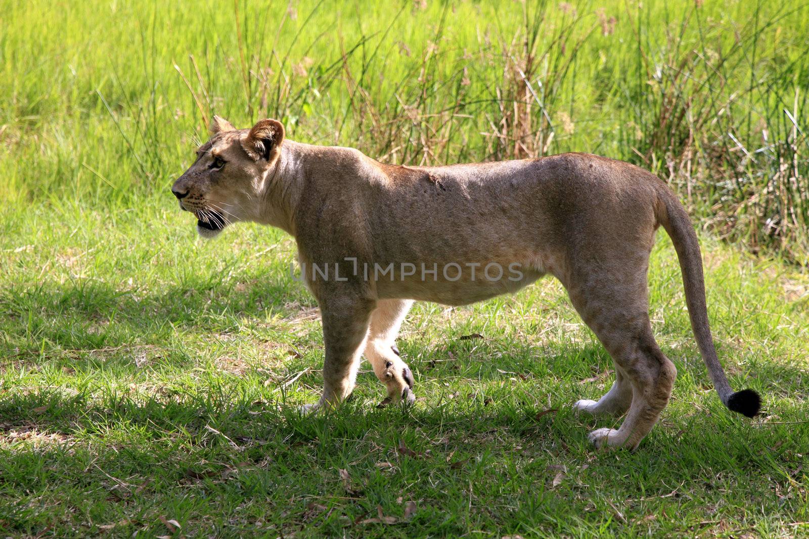 Young lion. Casela Natural Park "Walk with lions". Mauritius.