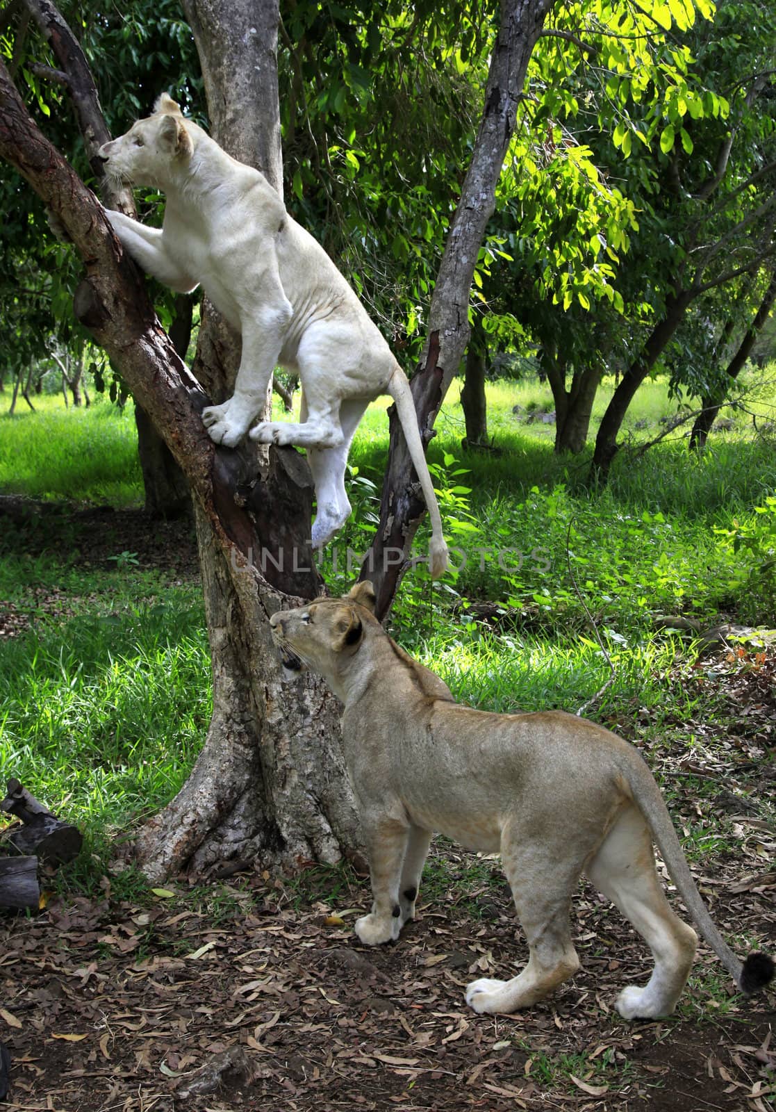 Two young lions. Casela Natural Park "Walk with lions". Mauritius. 