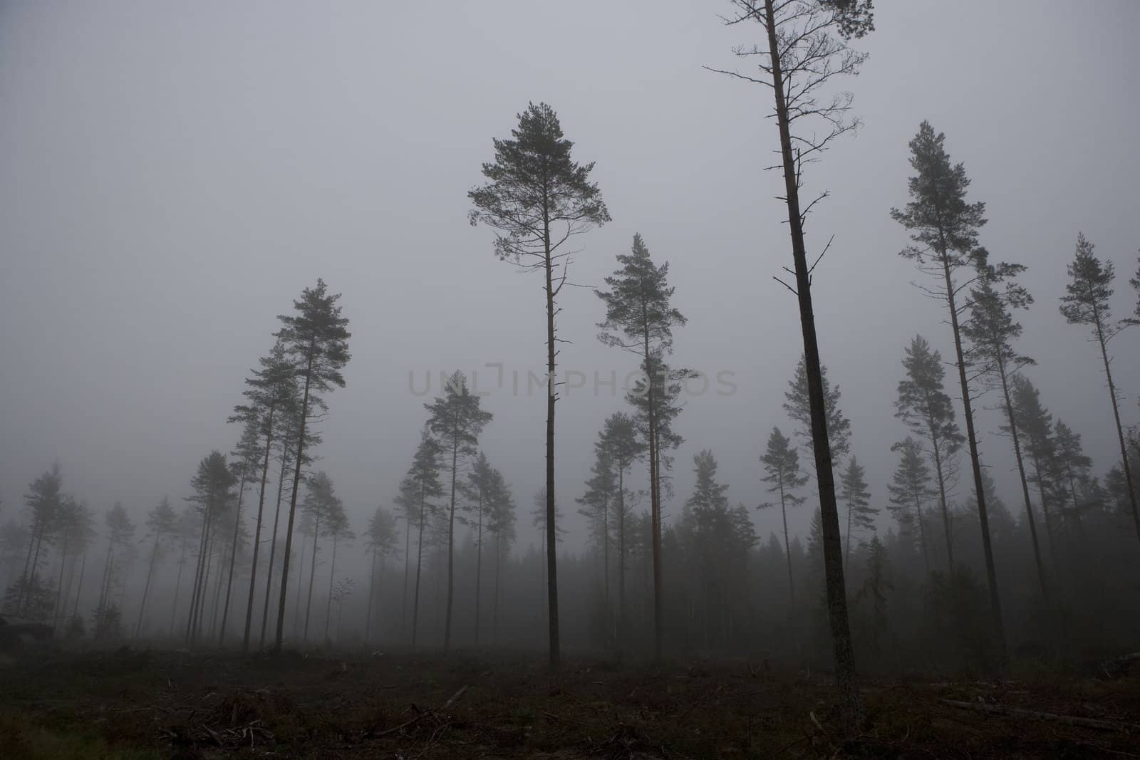 Fog landscape by gemenacom