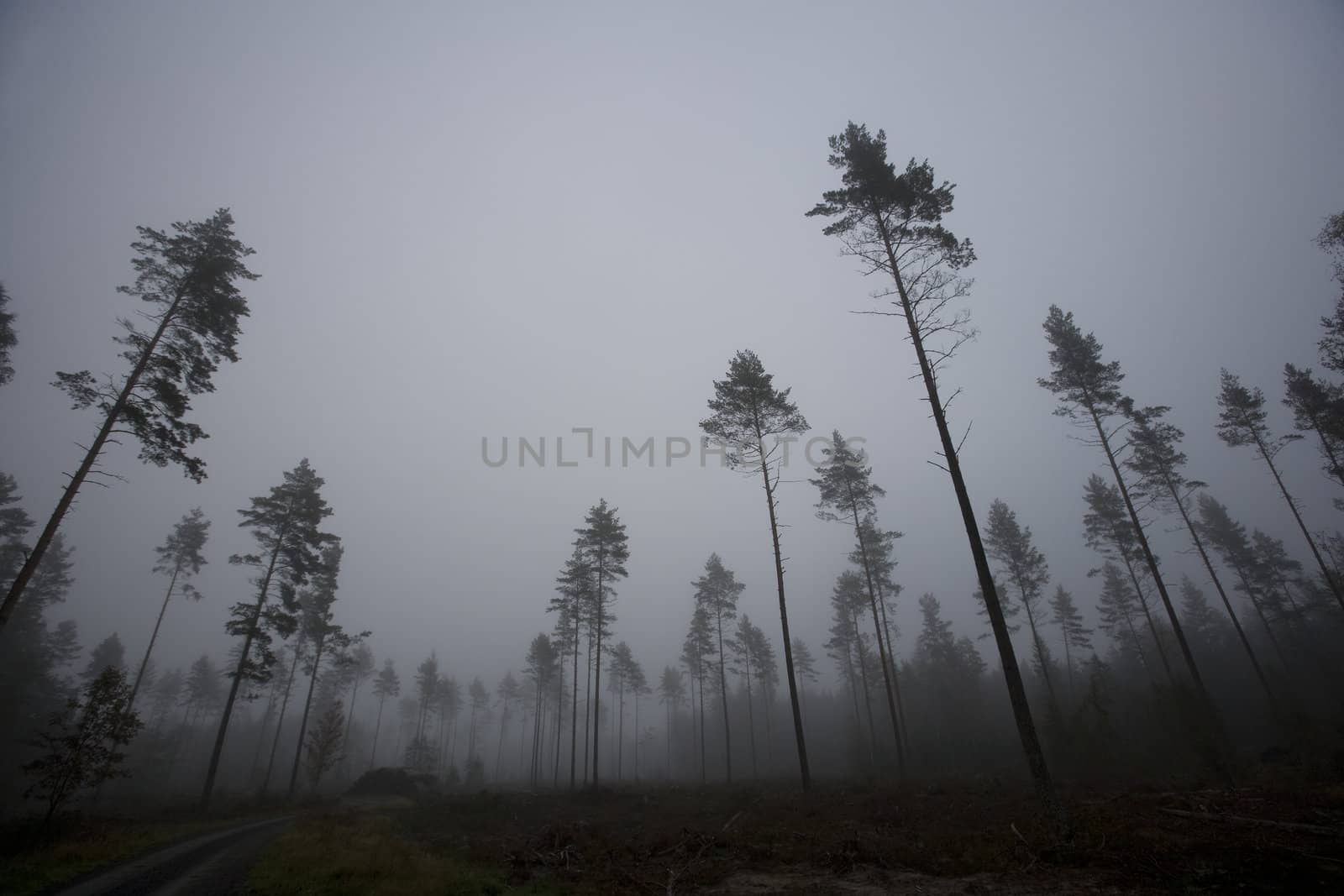 Landscape with fog at dawn