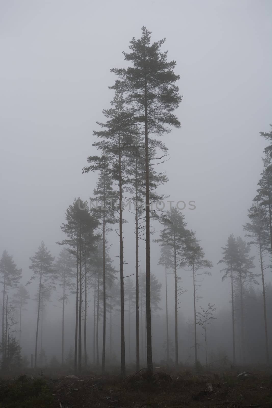 Landscape with fog at dawn