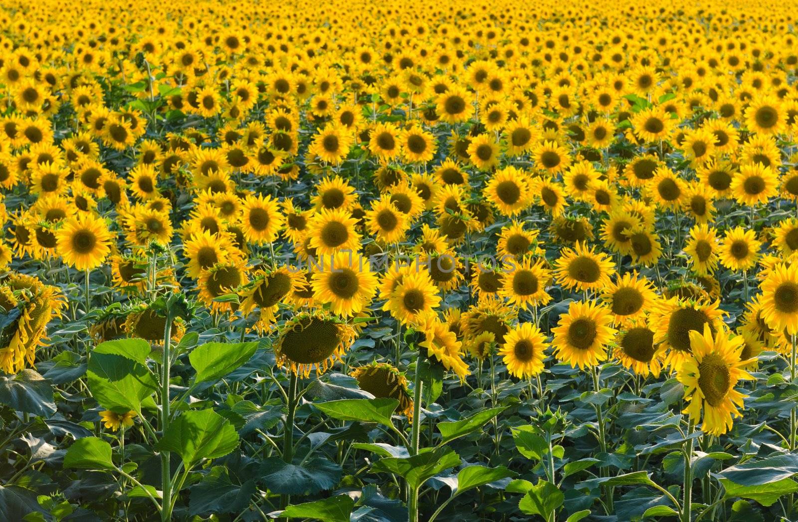 Field of sunflowers shot with no horizon to create endless effect