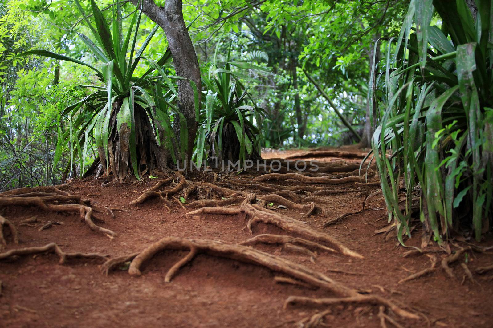 Path in a green wild tropical forest. Mauritius
