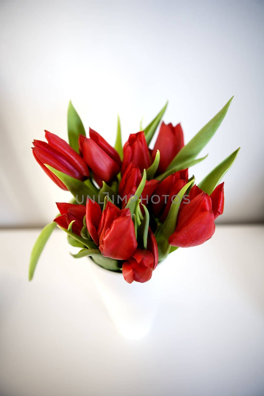 Tulips by gemenacom