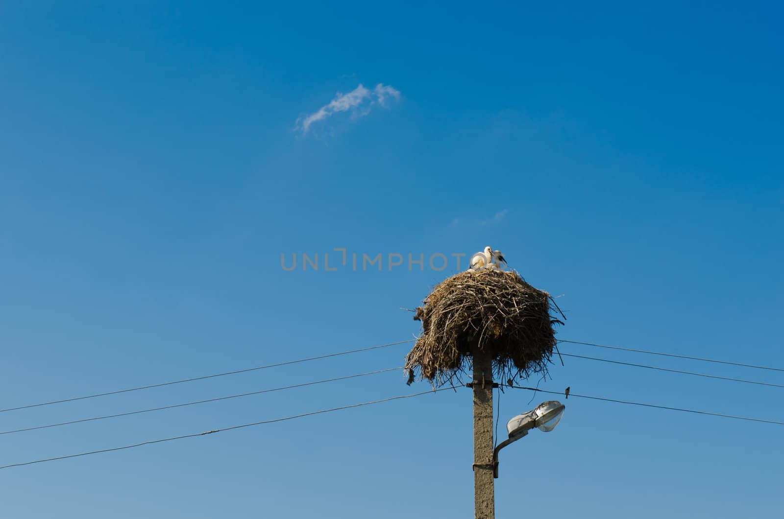 Stork nest by nikitabuida