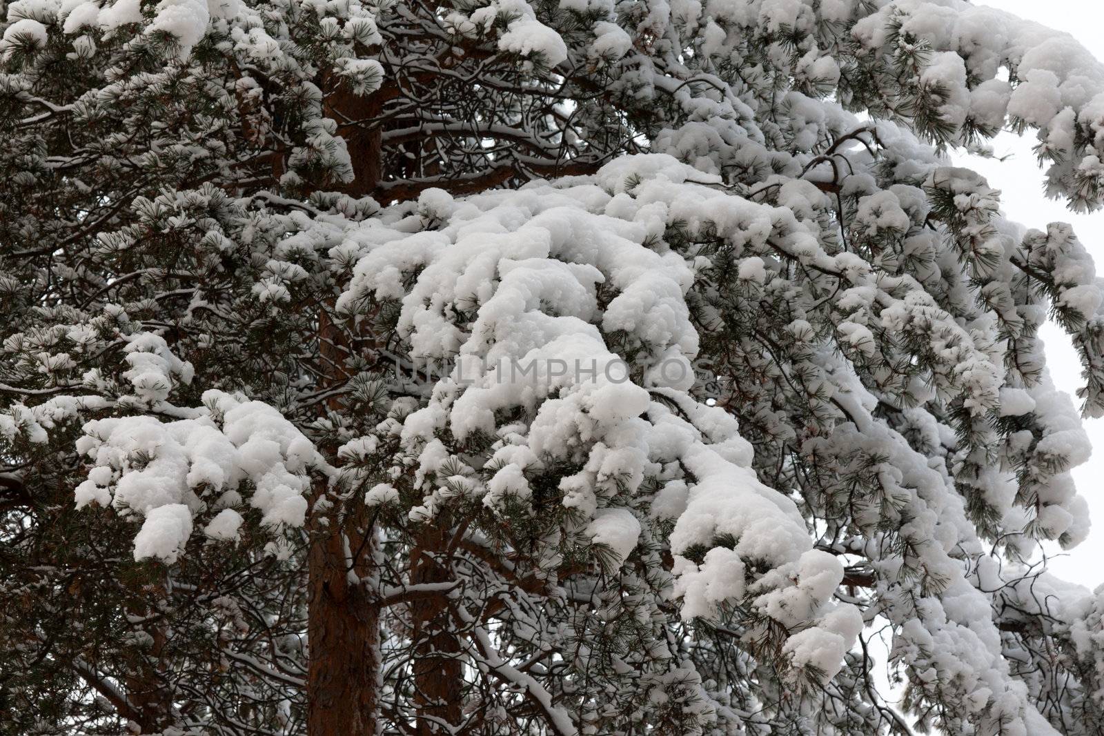 Branches of the pine in snow in winter wood