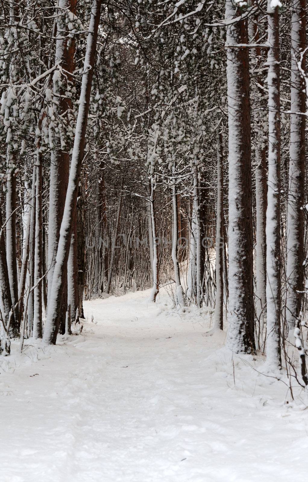Snow-clad lane in winter wood with pine and spruce