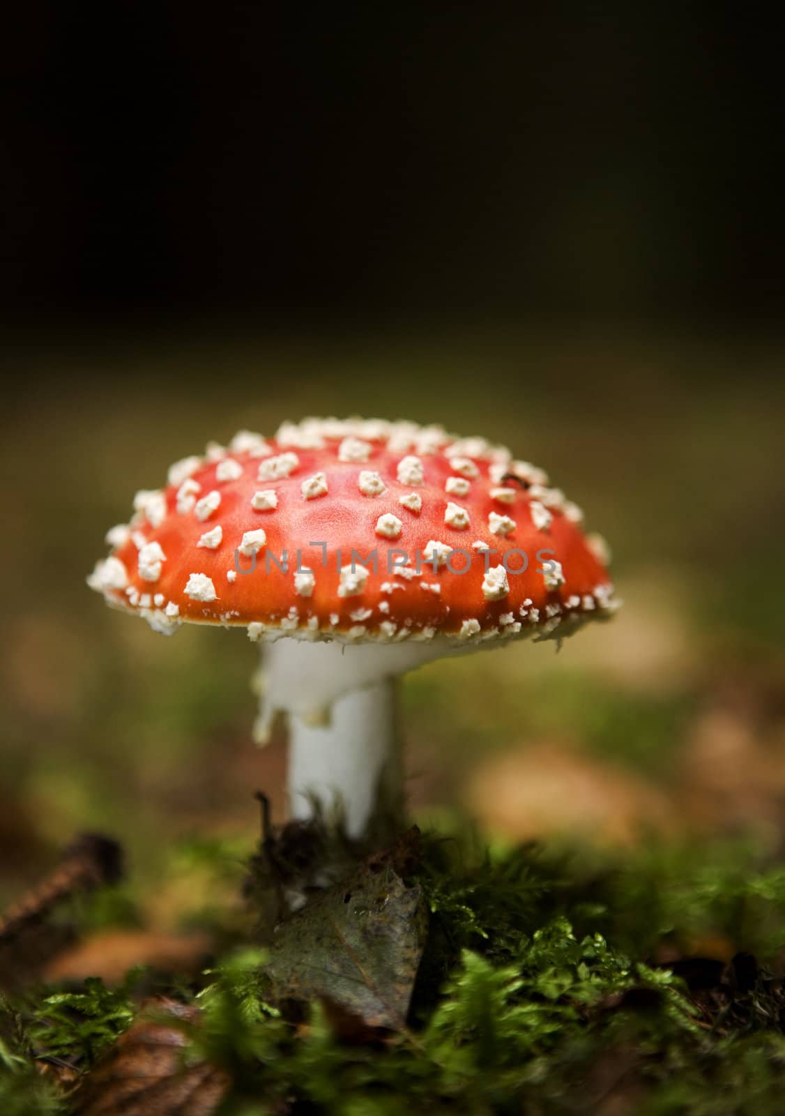 Fly Agaric in the forest with selective focus