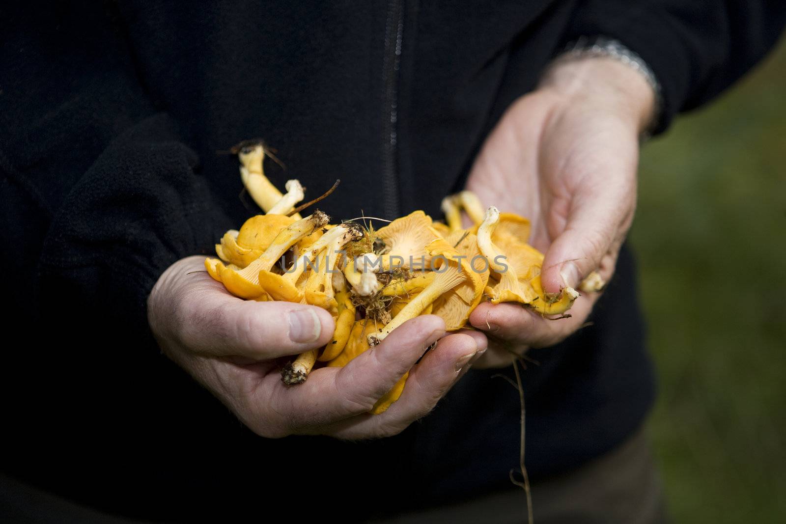 Human hands holding a bunch of chanterelles