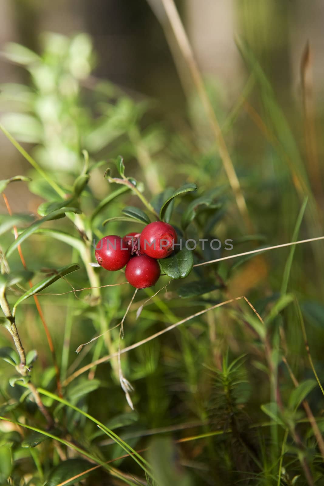 Lingonberries with selective focus in the forest