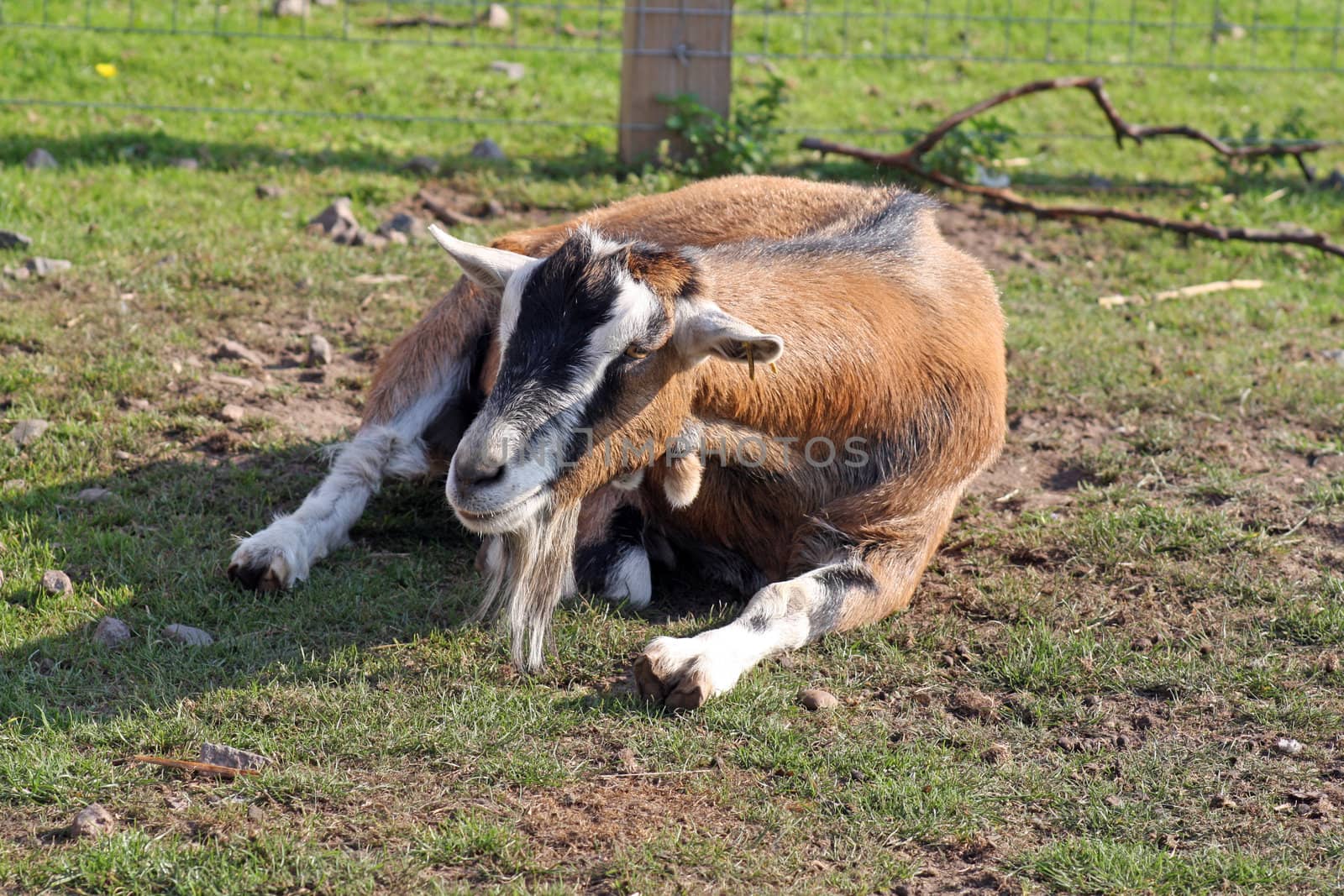 brown and white goat layed down