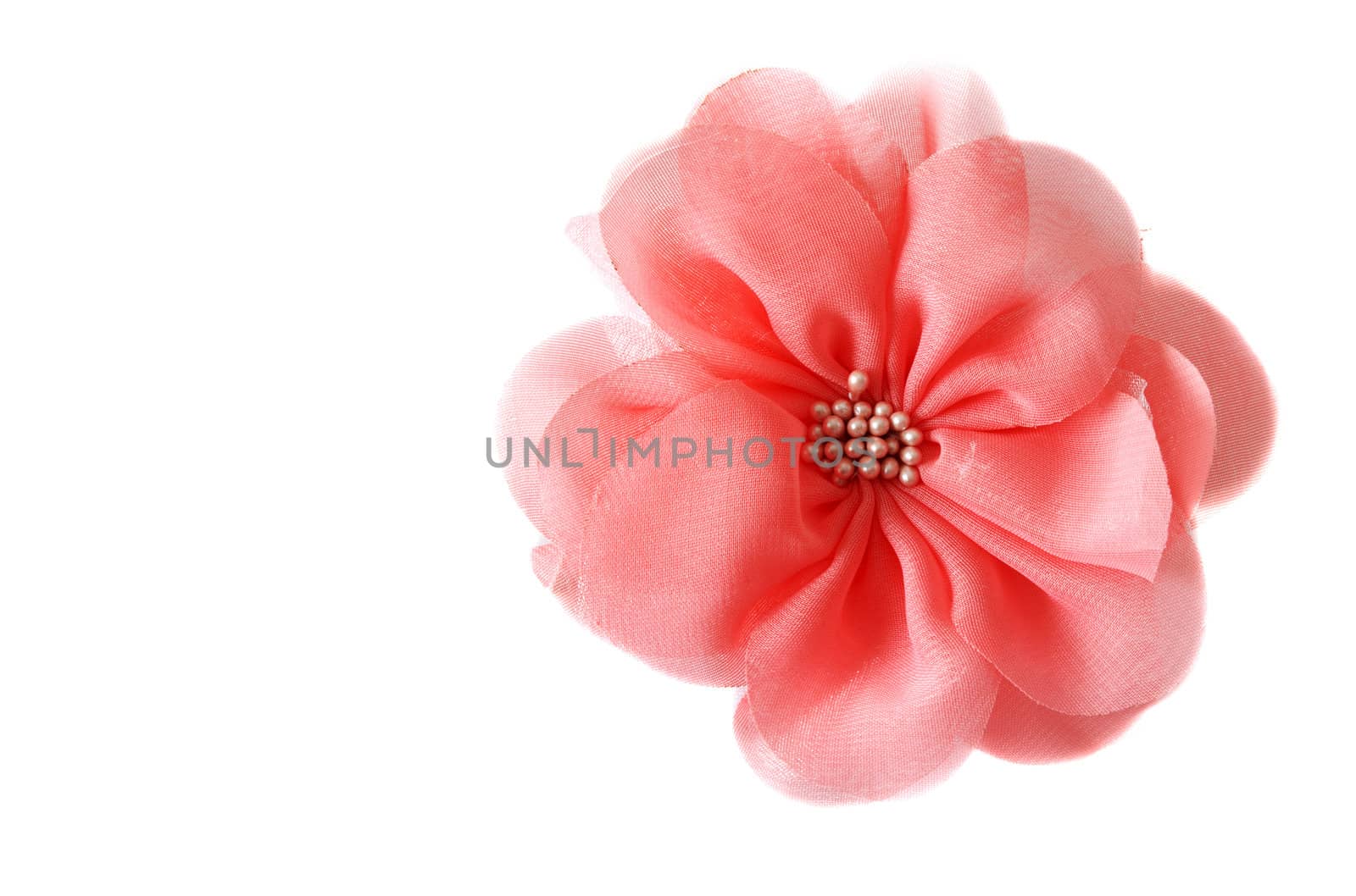 Red fabrics rose insulated on white background