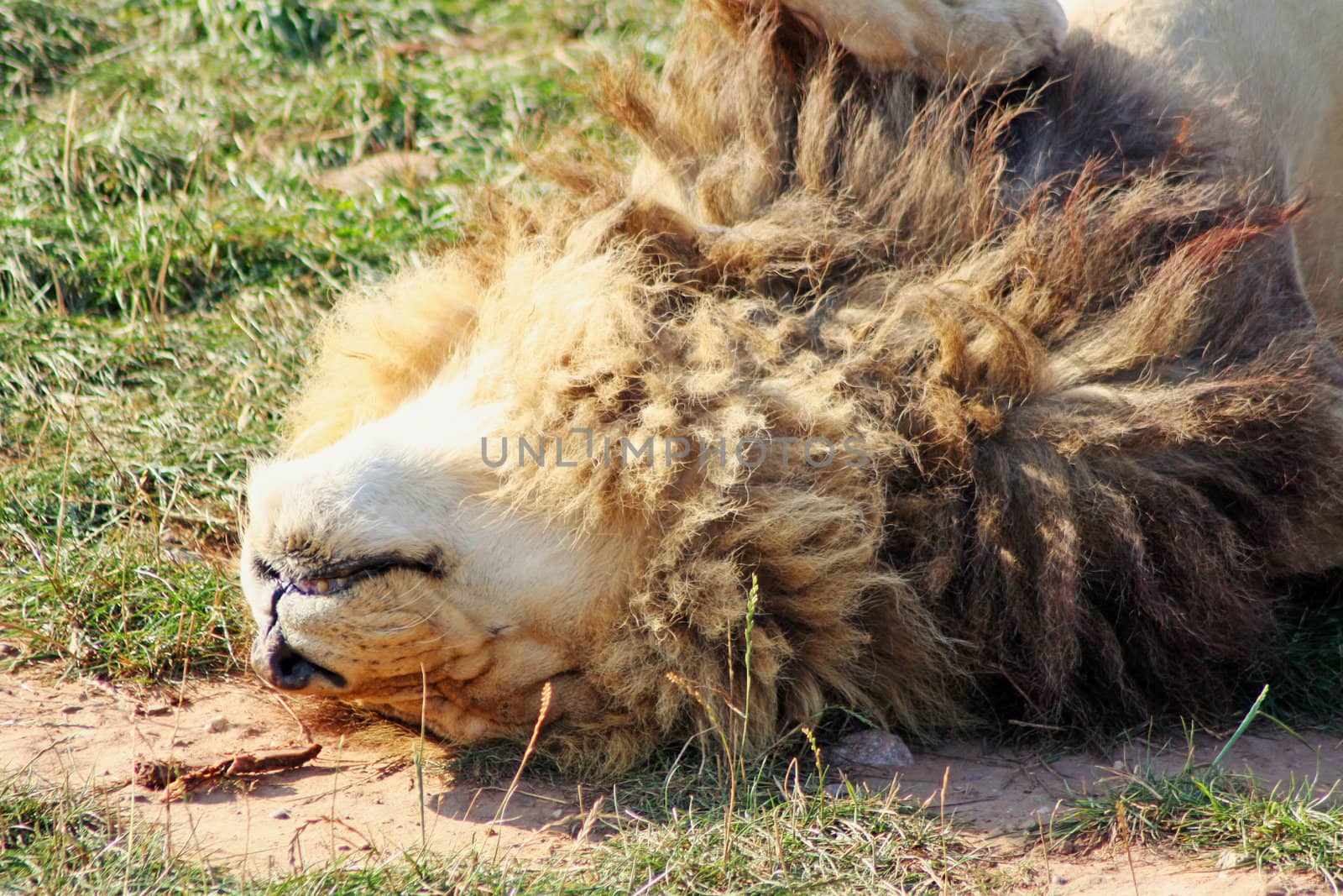 sun bathing male lion