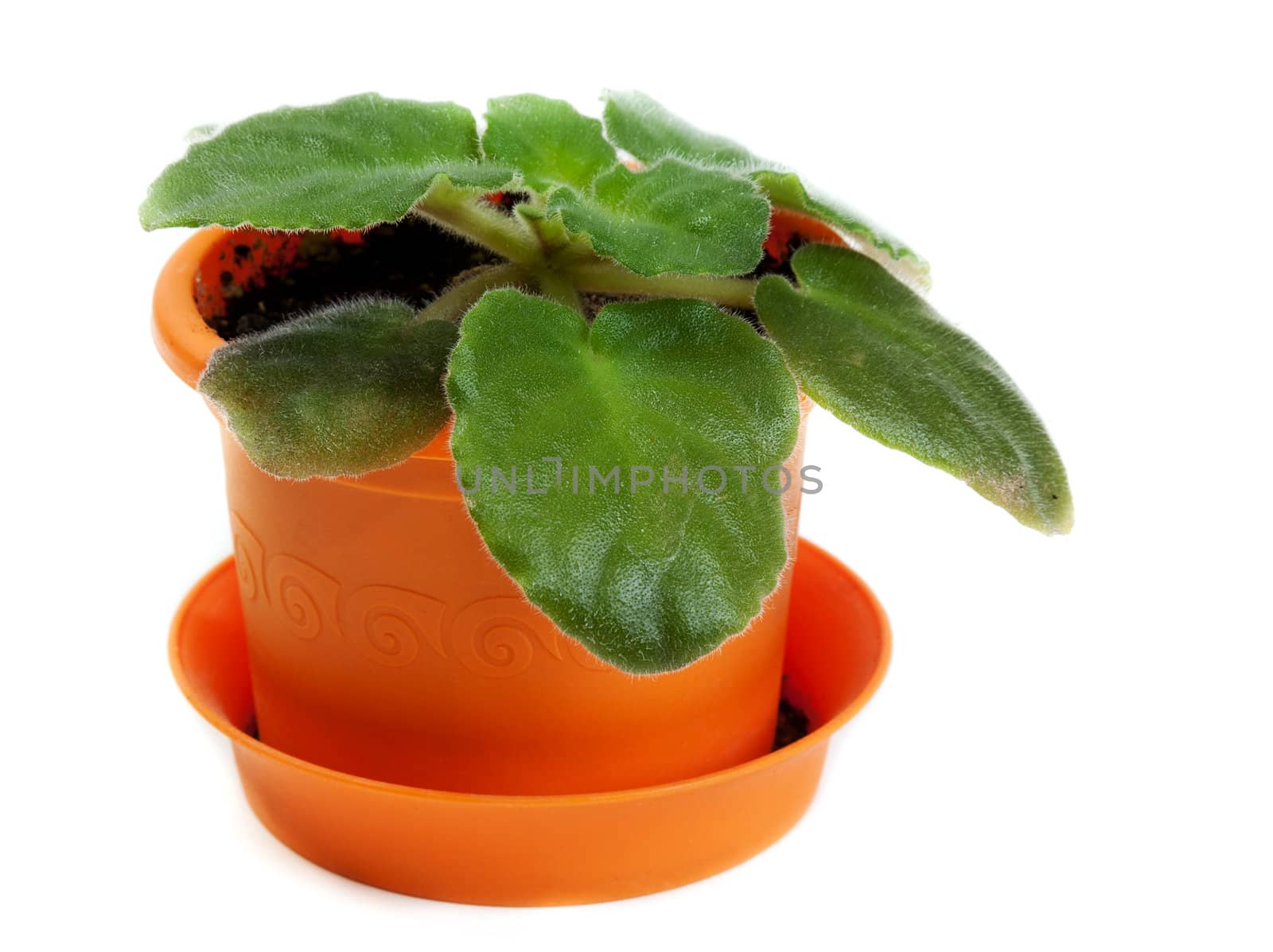 Green violet in orange pot on white background