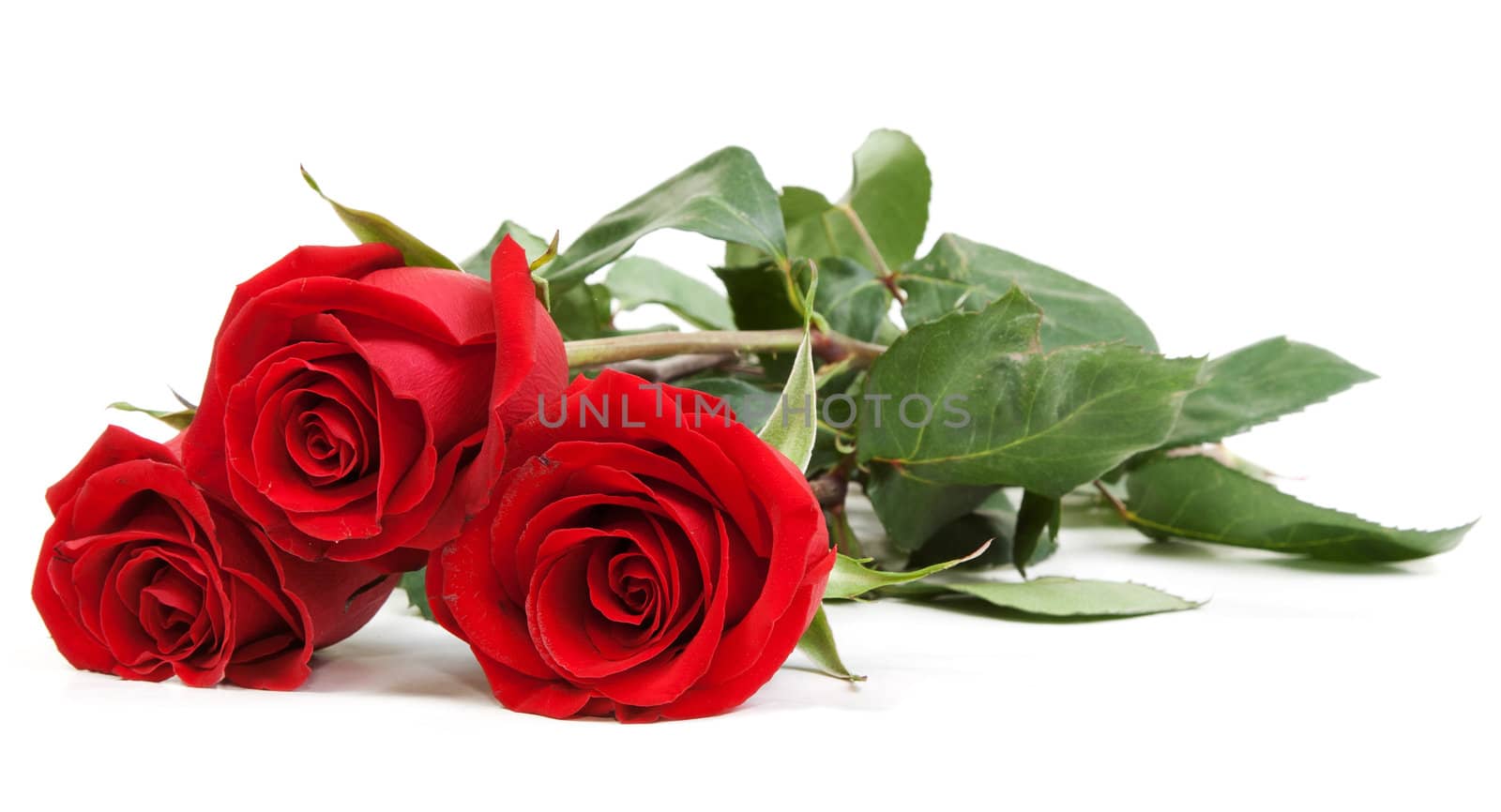Three red roses isolated on white background