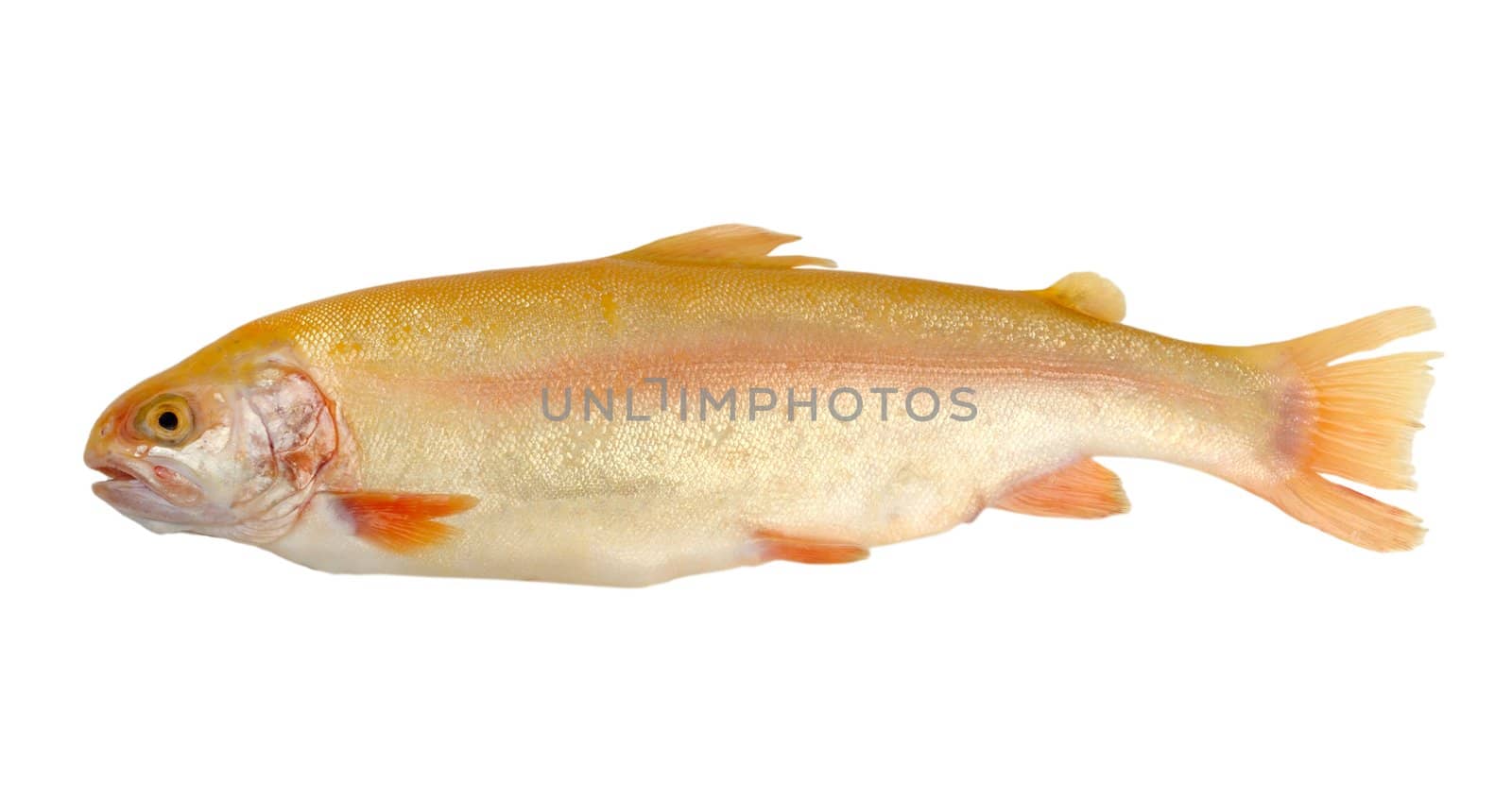 rainbow trout isolated on a white background