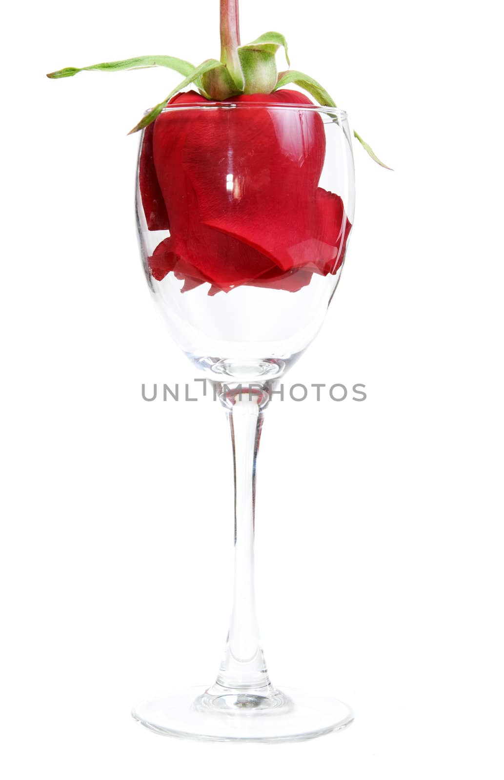 Red Rose in a glass goblet on a white background