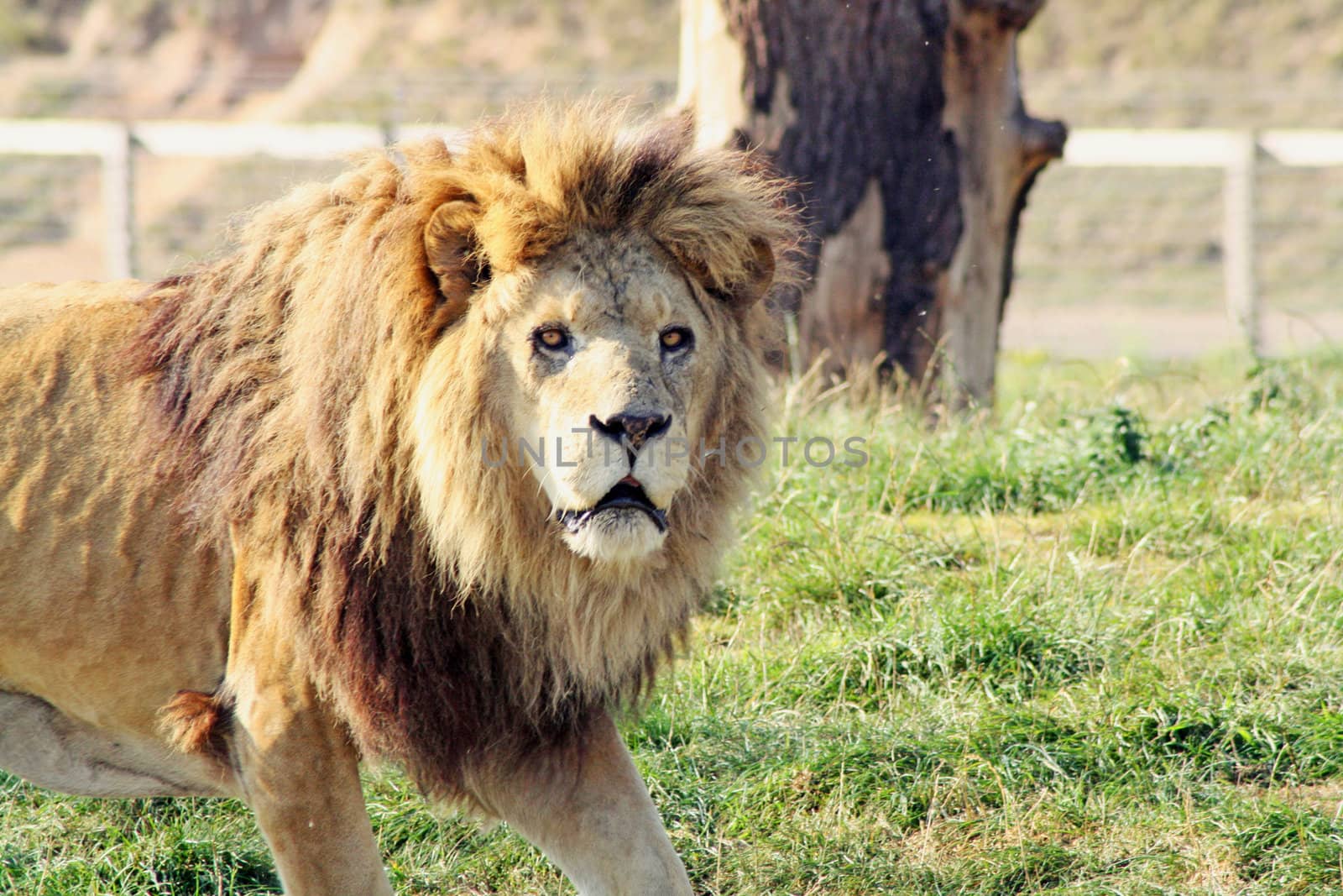 stunning male lion