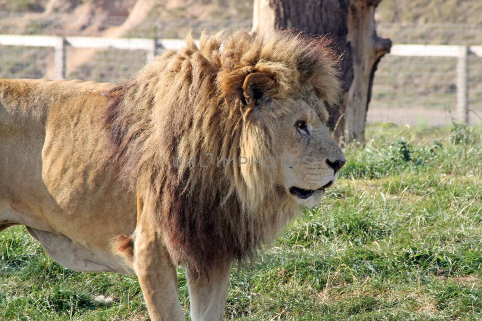 male lion by lizapixels