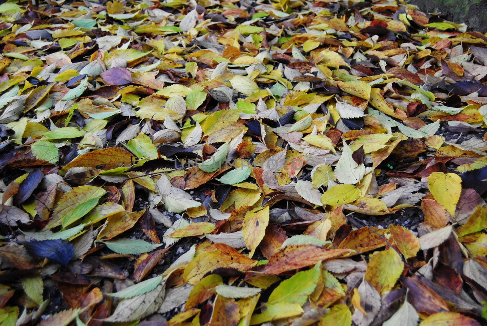 Autumn leaf by DavideZanon