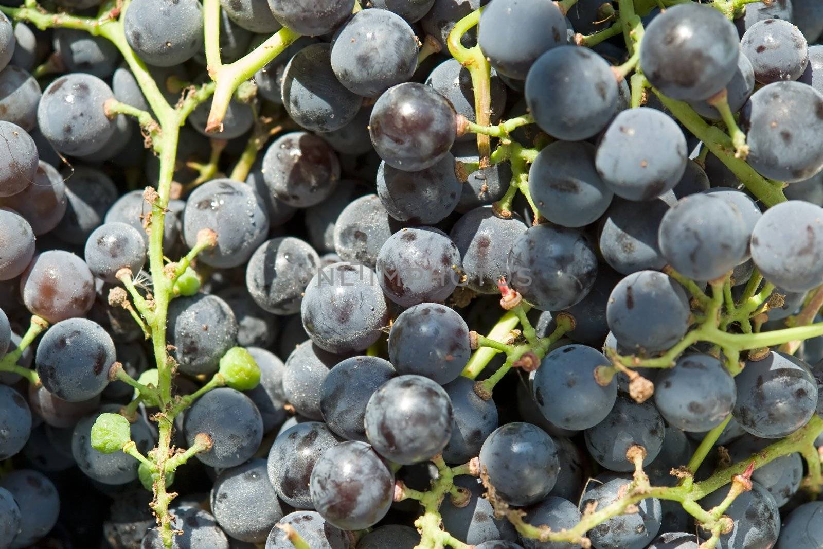 Heap of blue grapes close up