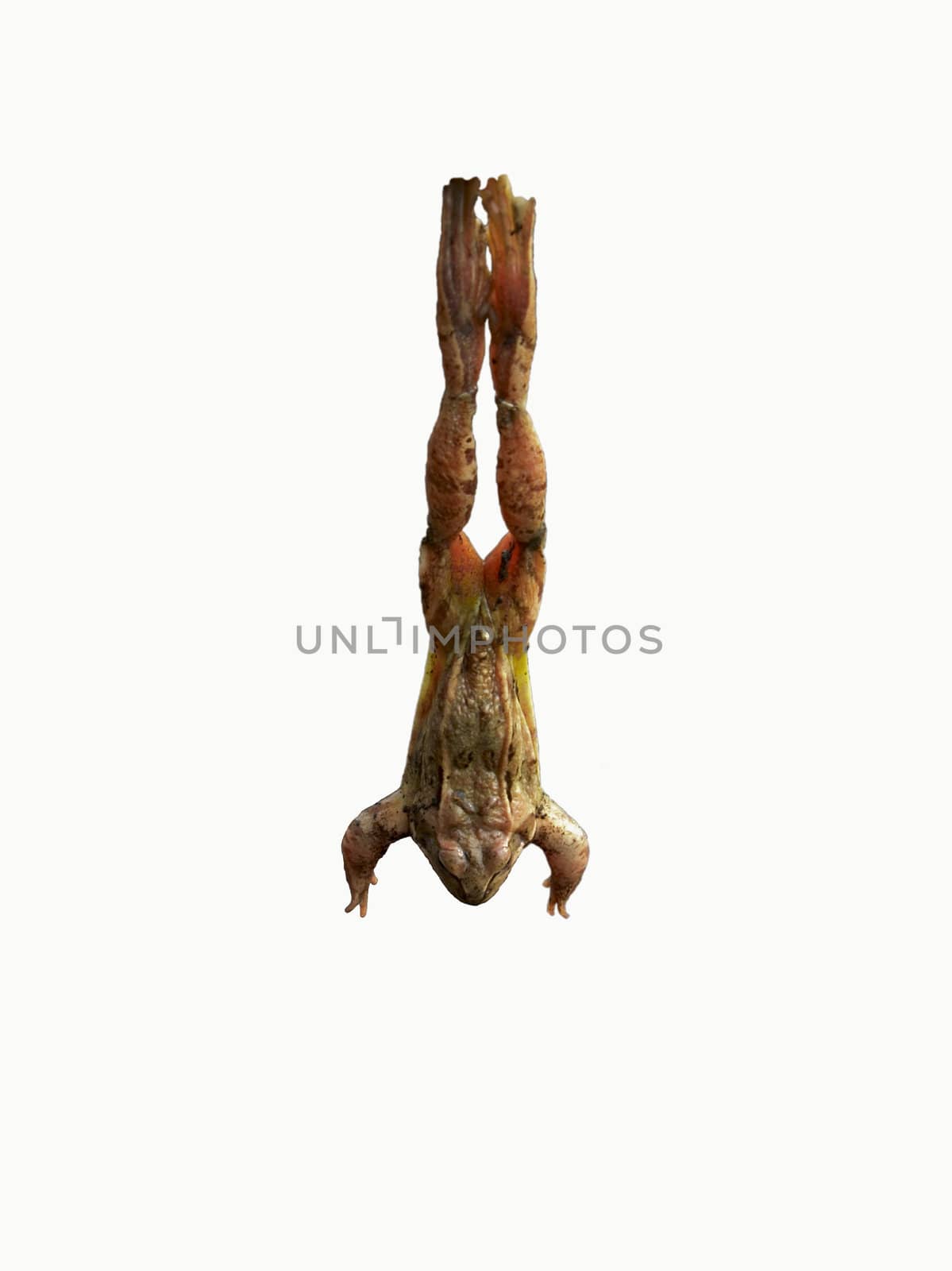 Frog in a jump on a white background
