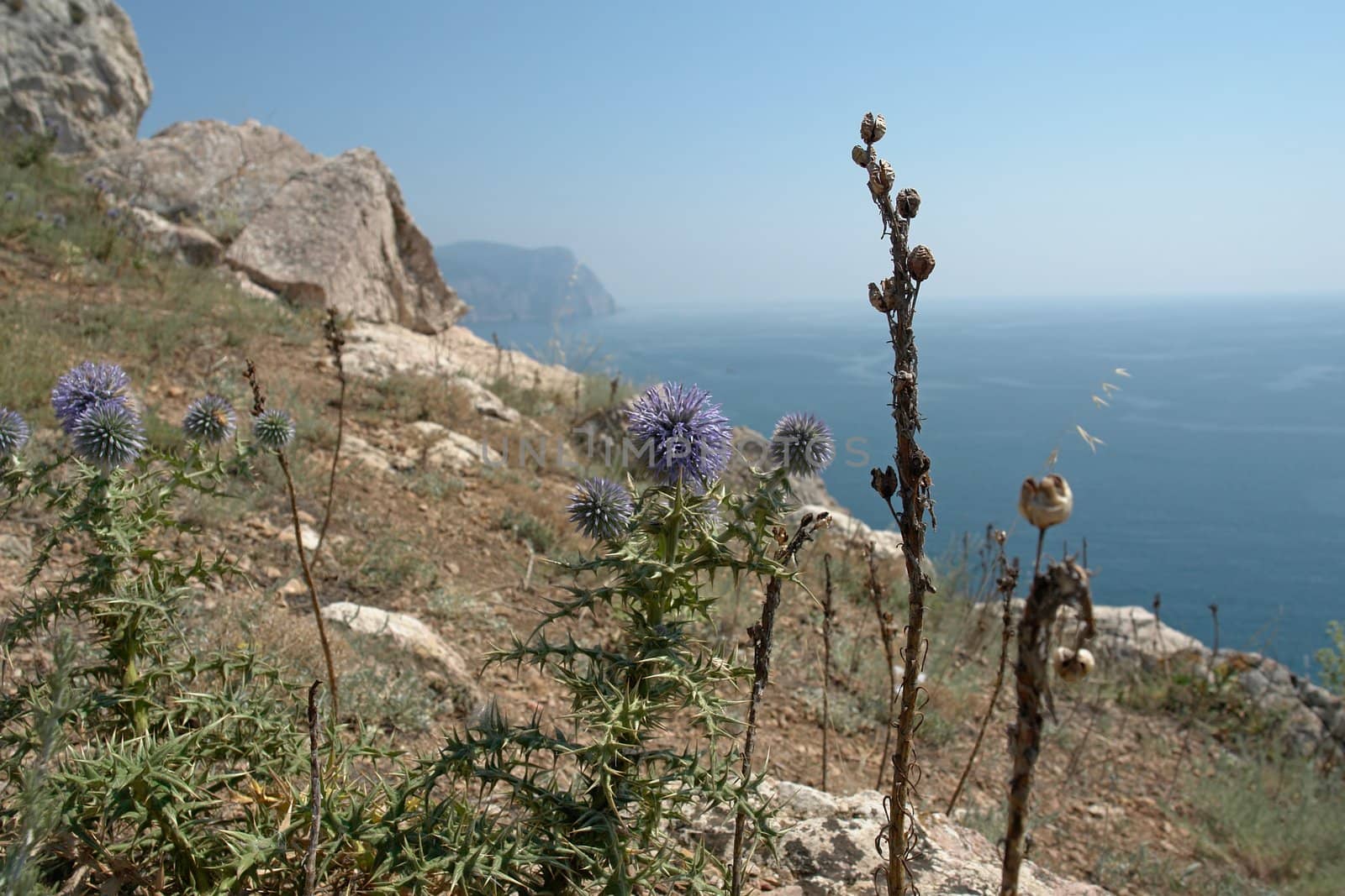 Mountain flowers against the sea and mountains