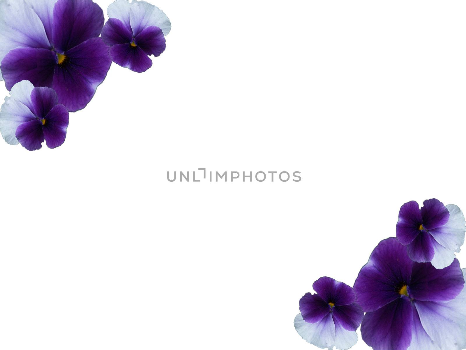 Framework from blue - violet flowers of pansies