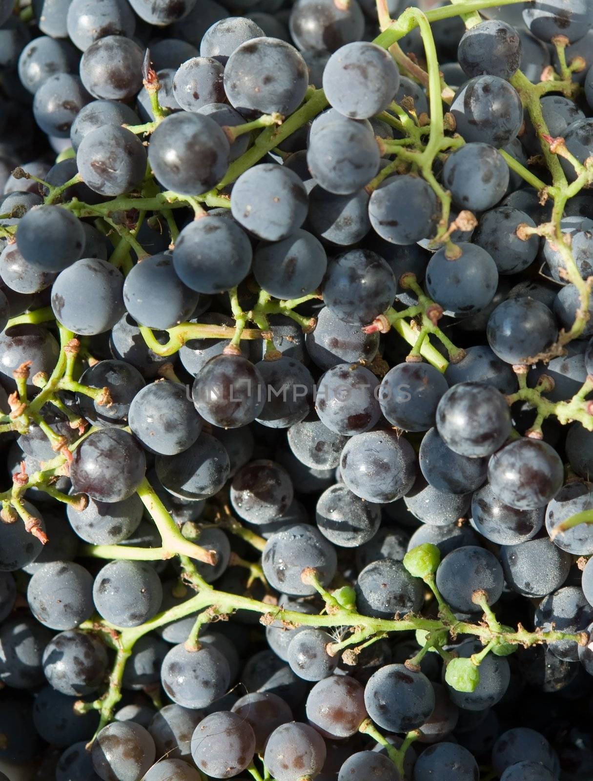 Heap of blue grapes close up