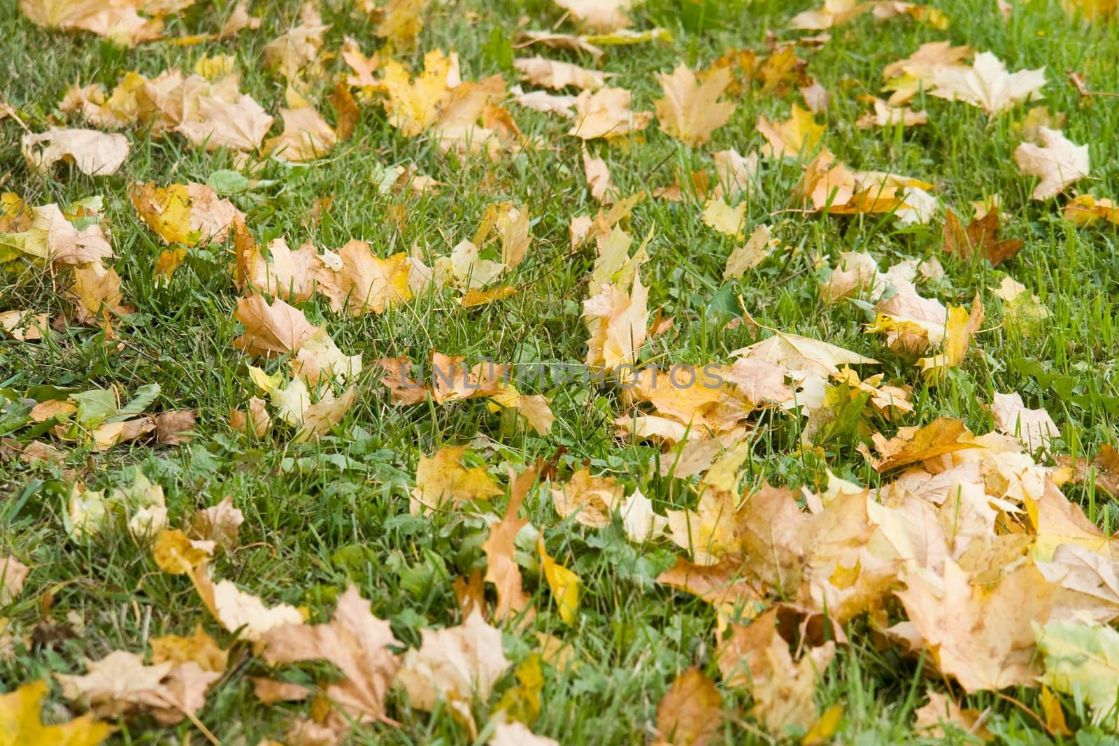Autumn yellow leaves on a green lawn