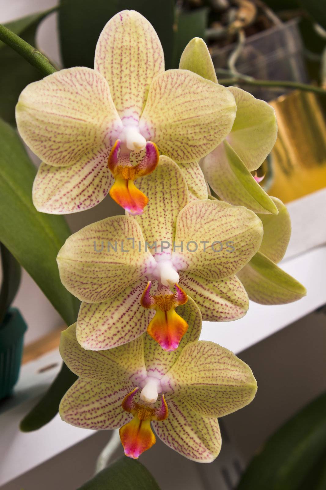 Flowers orchids in a greenhouse for decoration