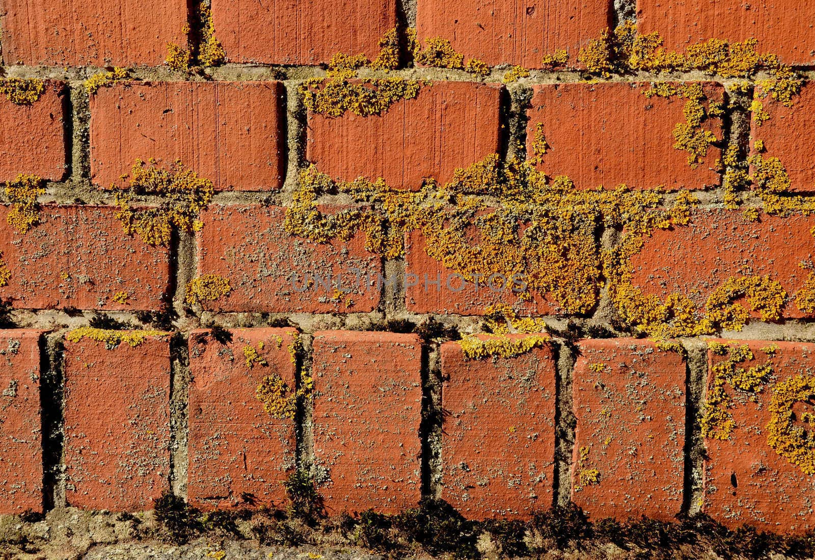 Mossy red brick wall ancient architecture background details.