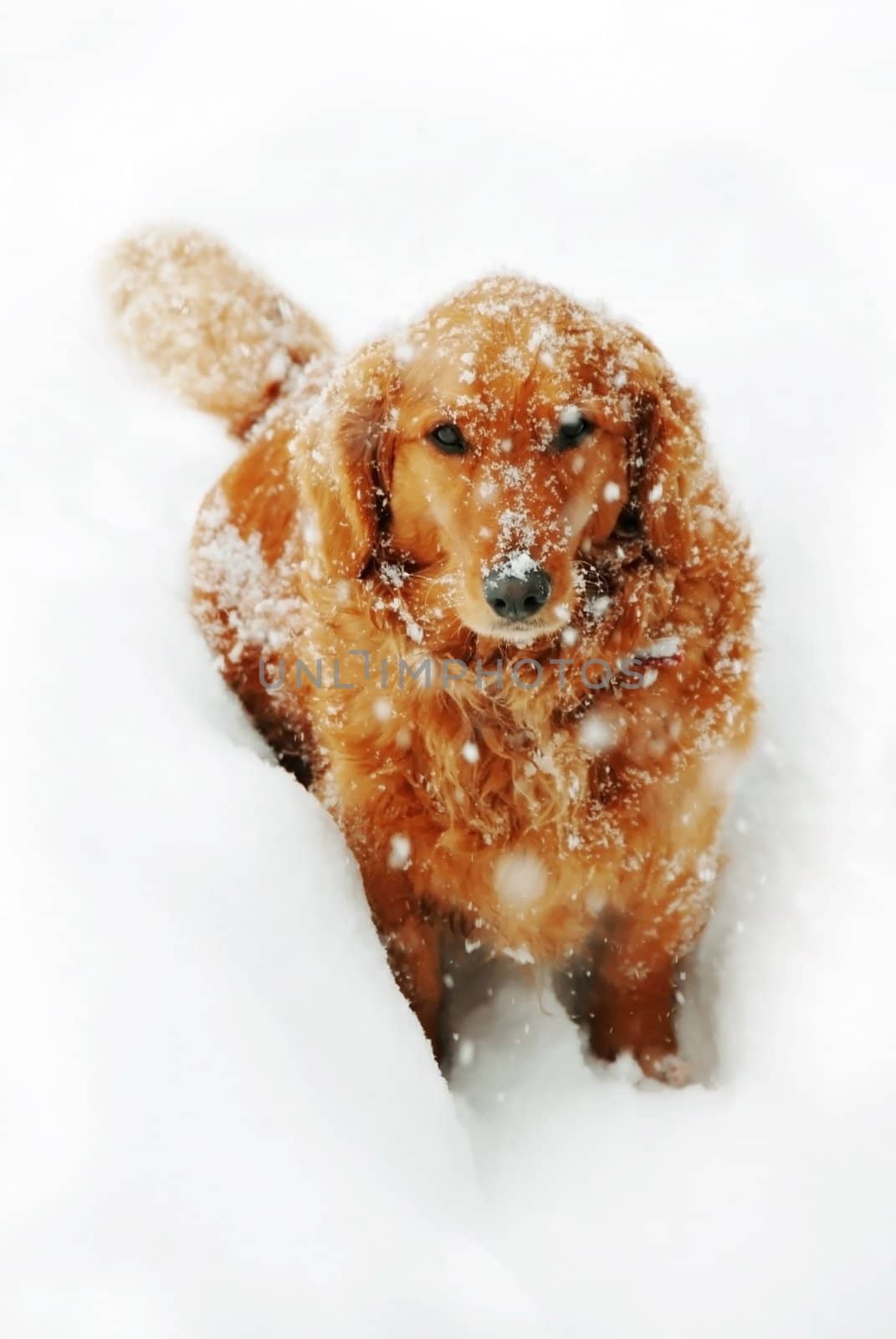 cute orange golden retriever dog with snowflakes at snow