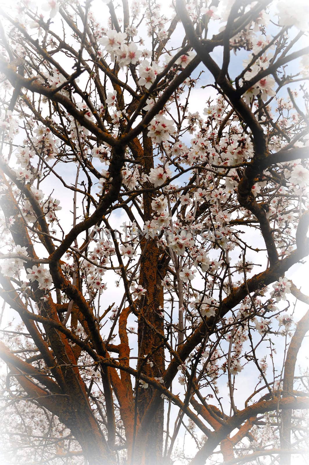 Blooming almond tree branches. Nature spring background.
