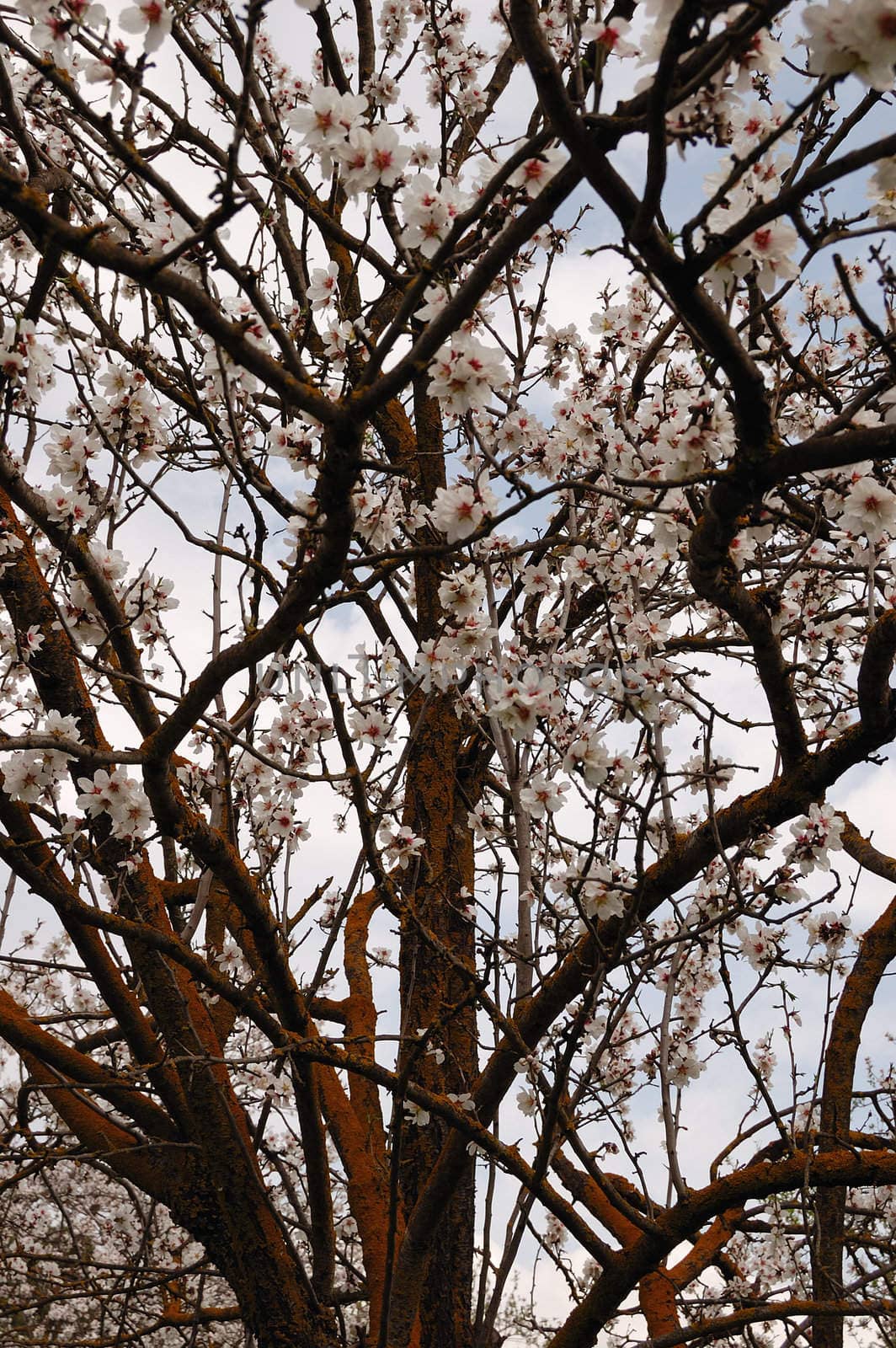 Blooming almond tree branches. Nature springtime background.