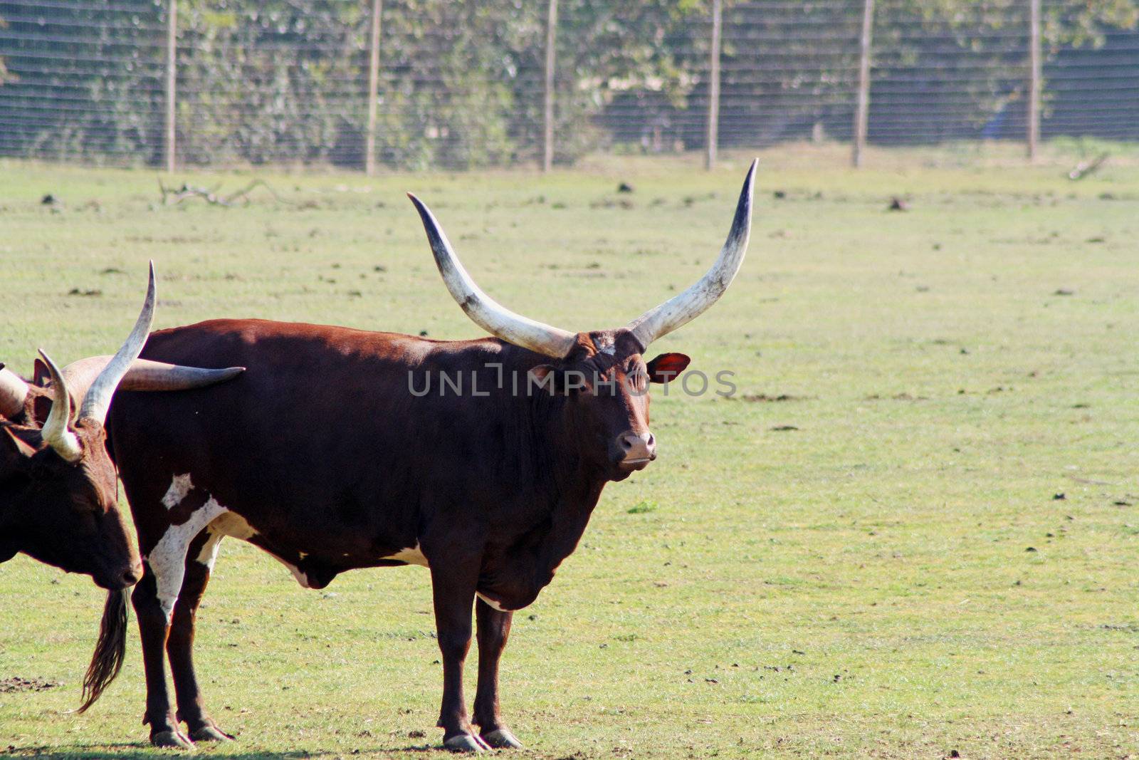 ankole cattle by lizapixels