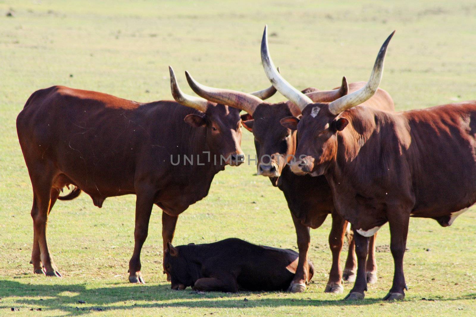 ankole cattle in a field