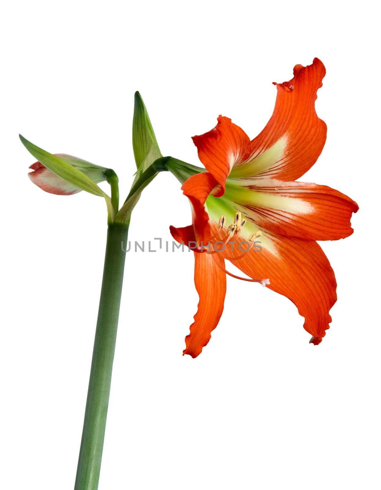 Orange flower by vtorous