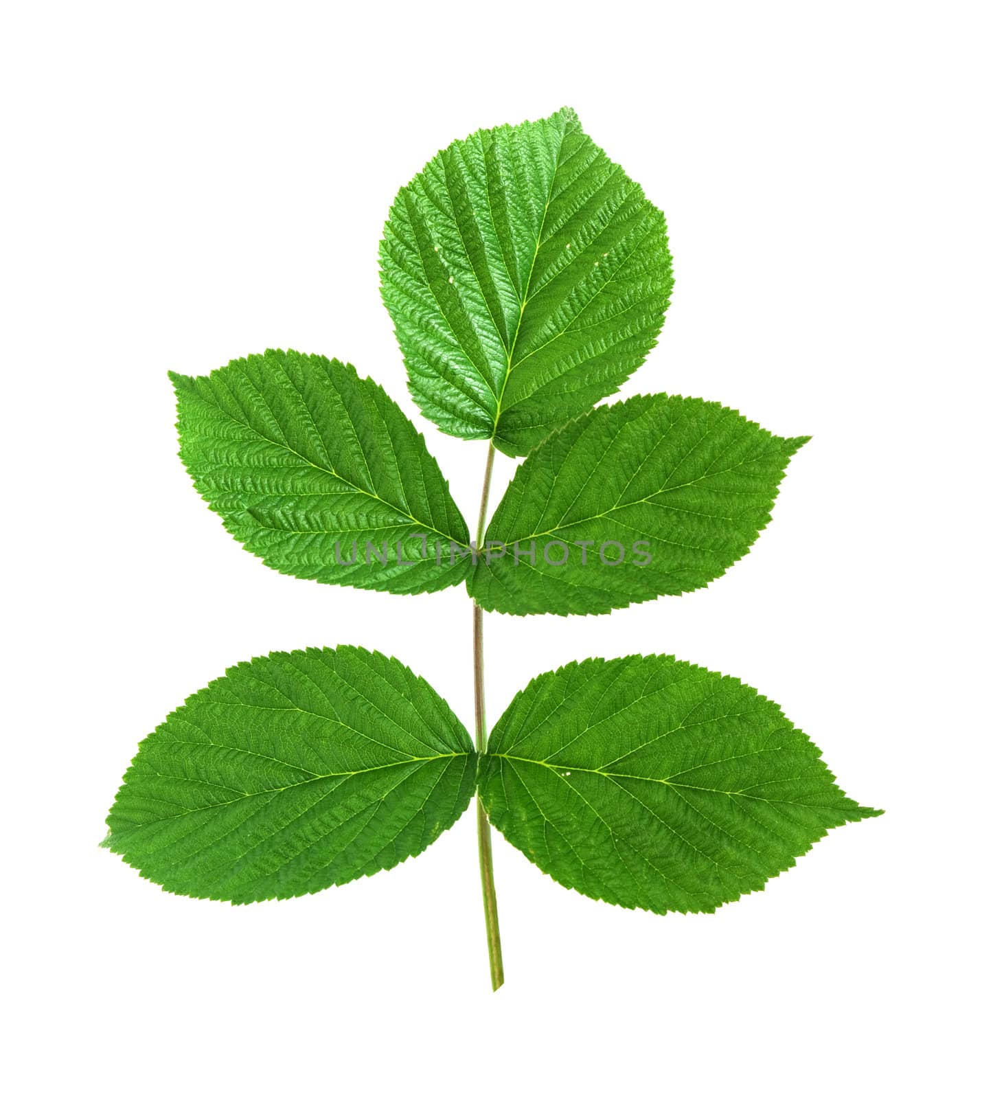 leaf raspberry isolated on a white by vtorous