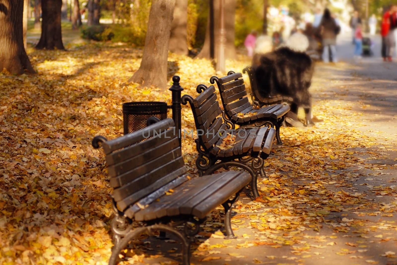 sunny autumn day in park, wooden benches on yellow leaves