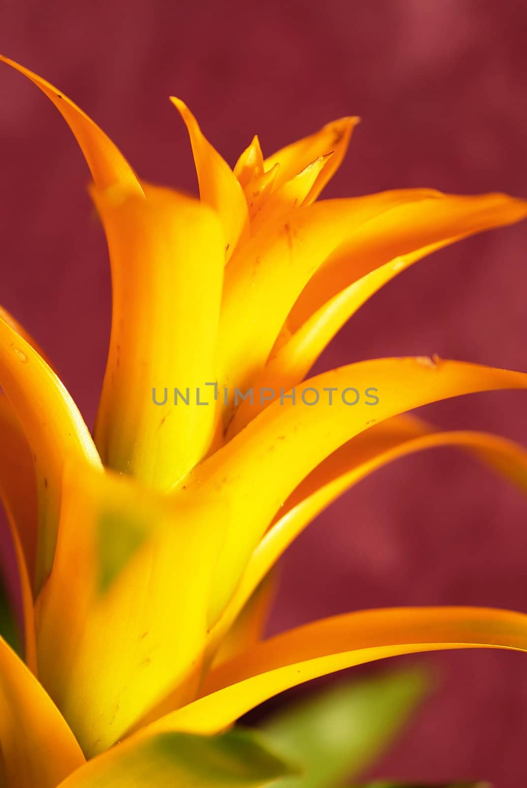 Yellow bromelia by simply