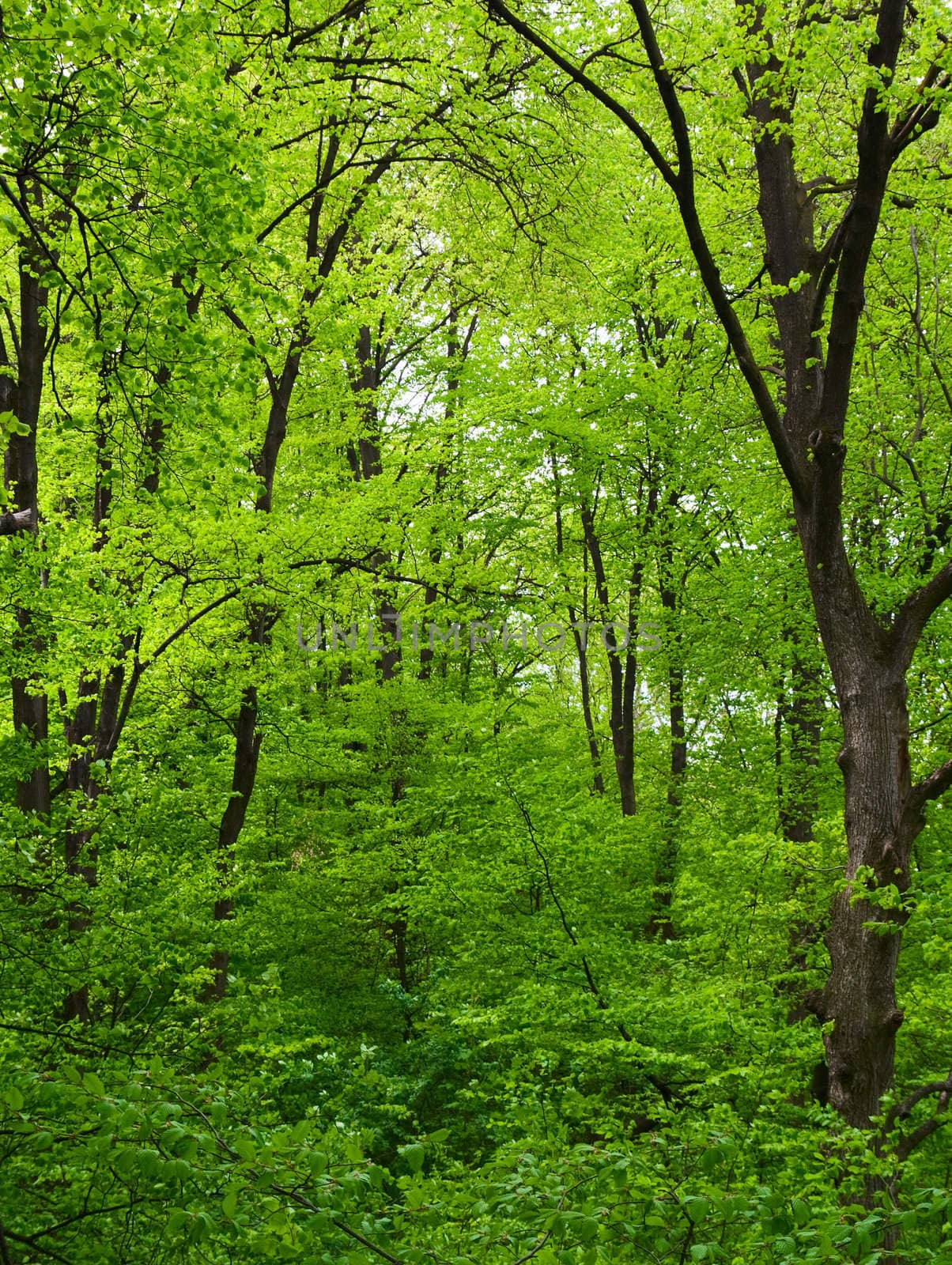 Green trees in the forest