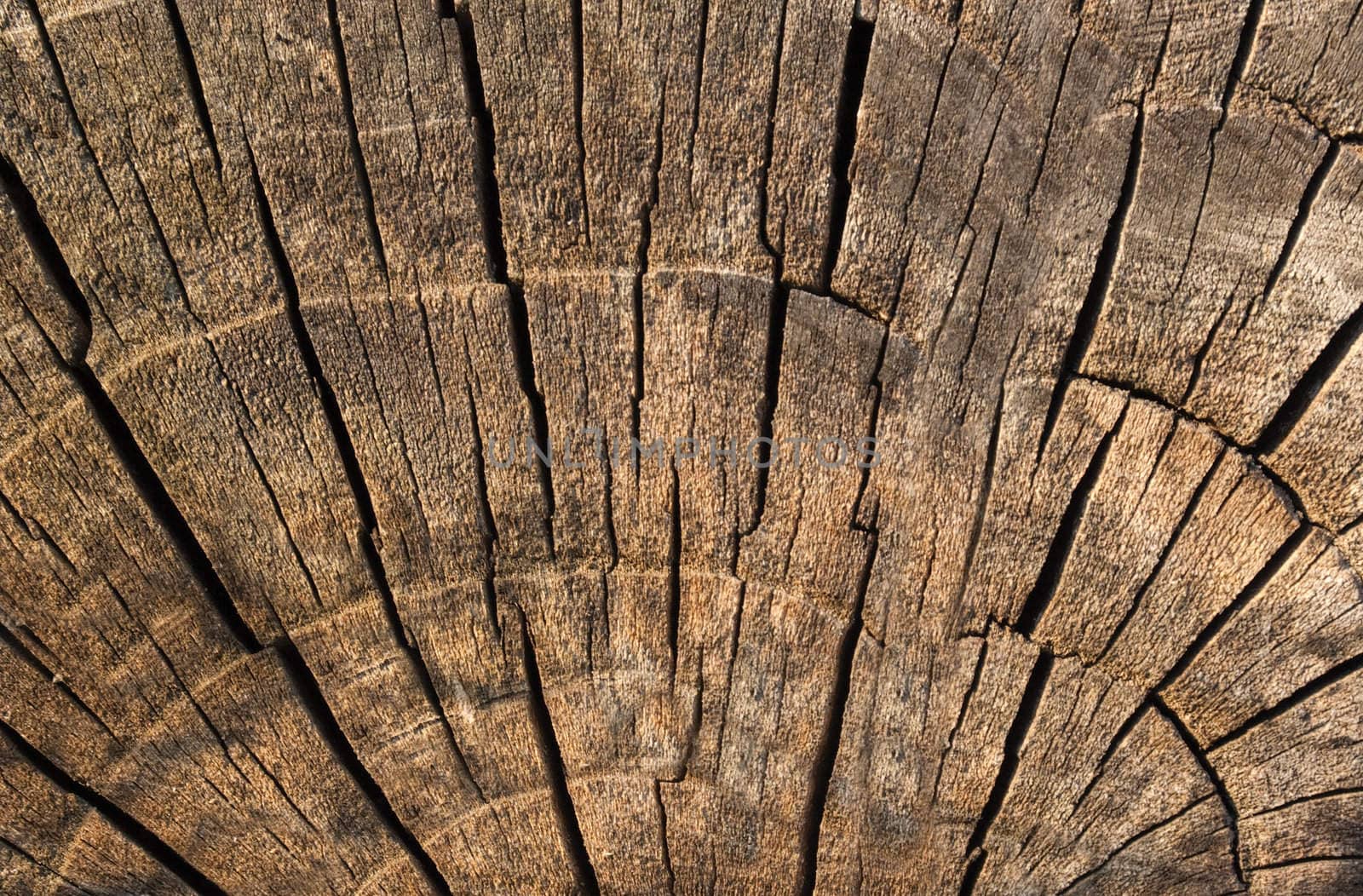 Old log texture