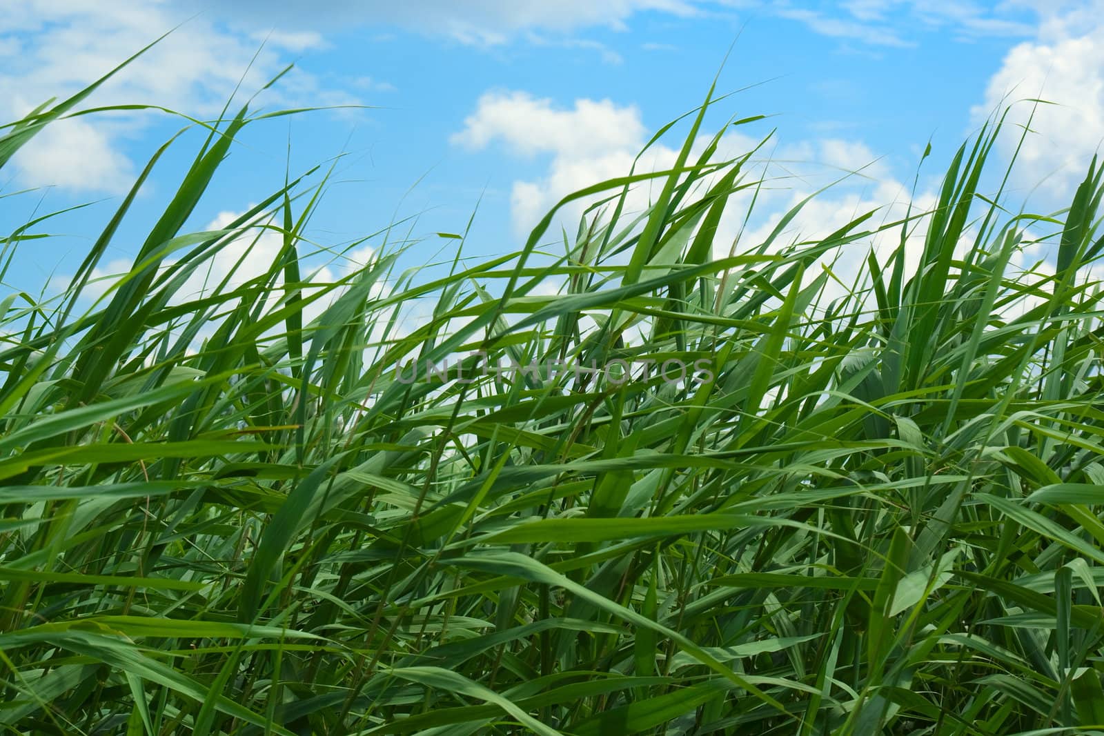 Long grass by vtorous