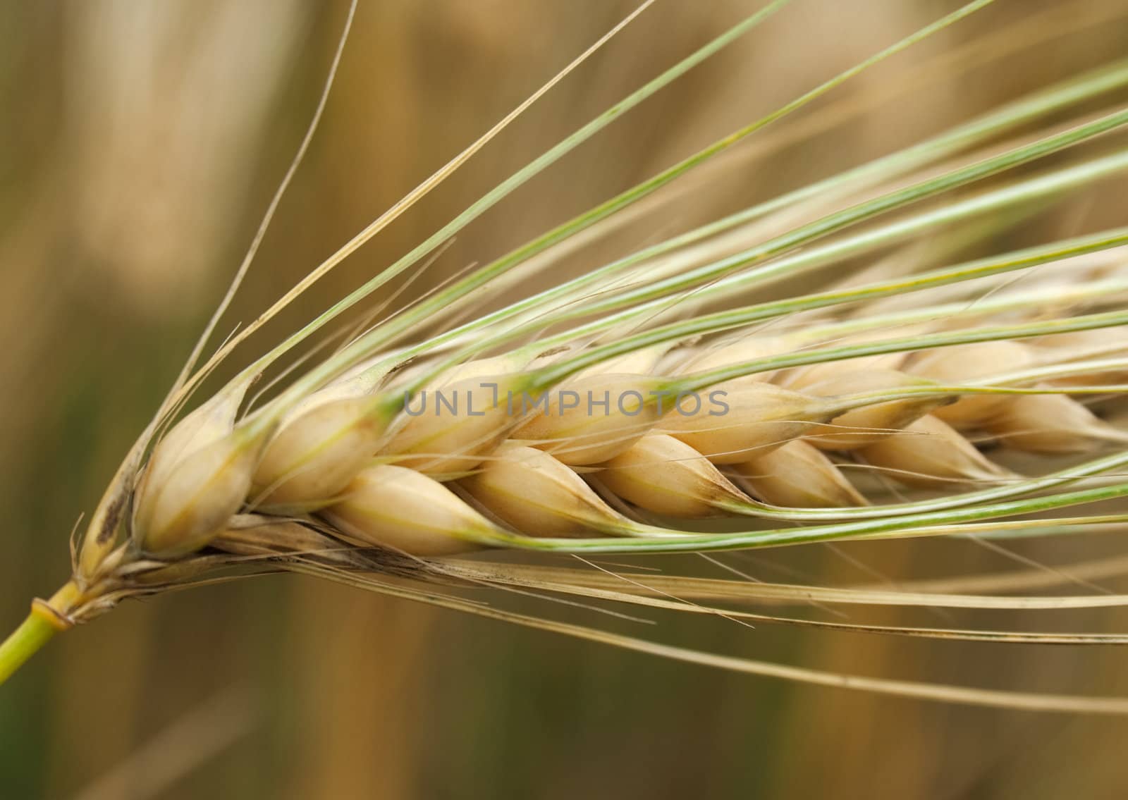 Wheat by vtorous