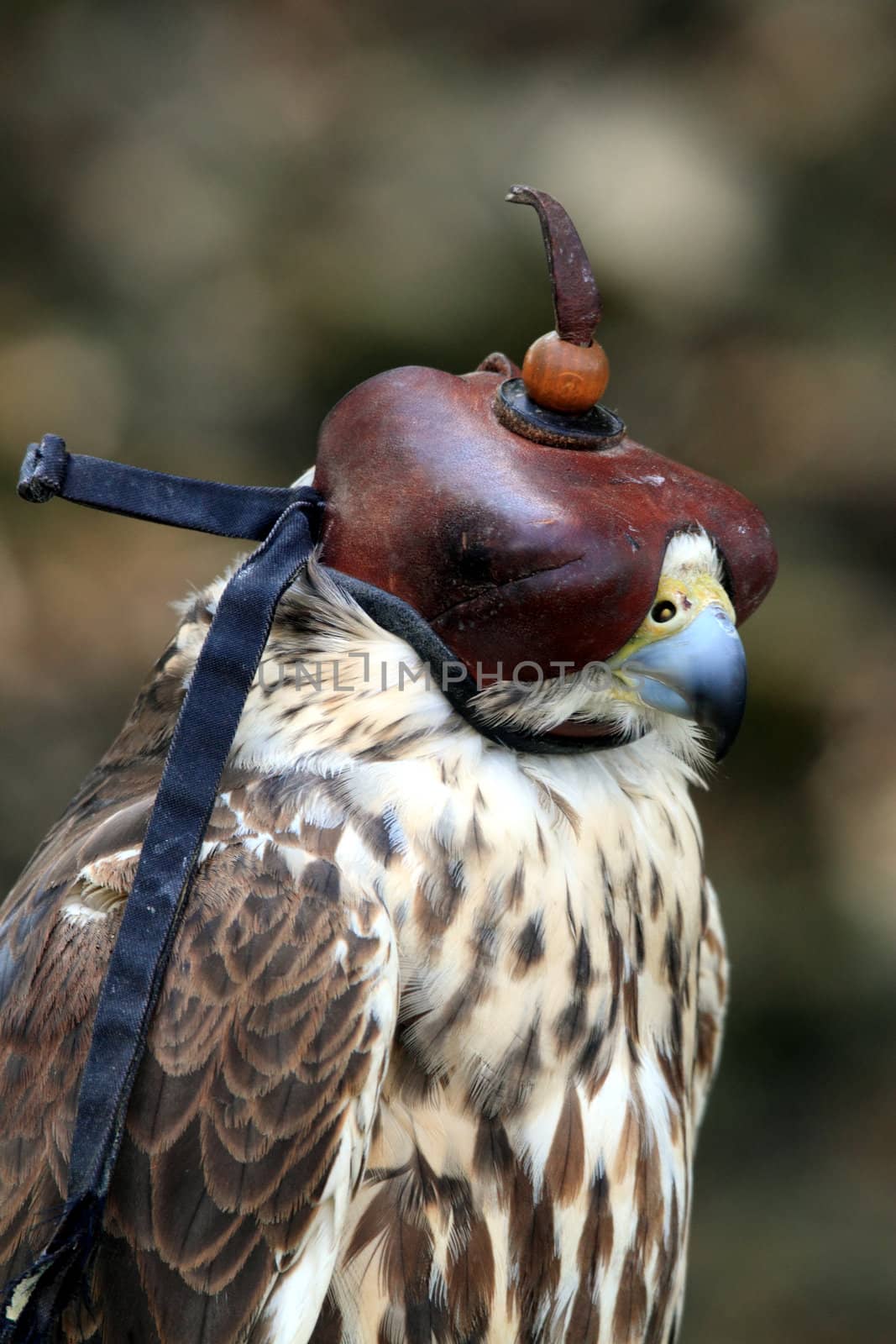 hooded bird if prey portrait
