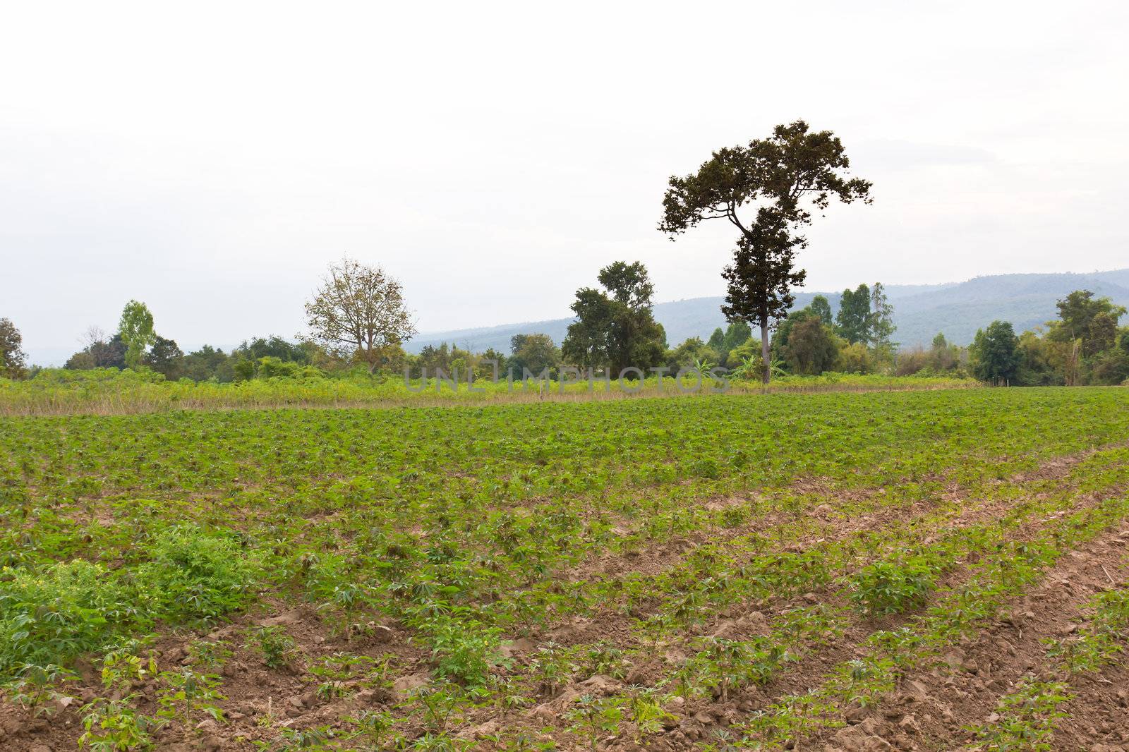 Cassava plantation by stoonn